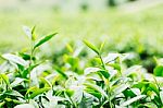 Green Tea With Freshness Stock Photo