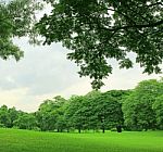 Green Trees In Park Stock Photo