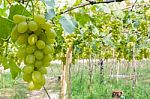 Green Vineyards Stock Photo