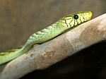 Green Viper Snake Stock Photo