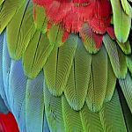 Greenwinged Macaw Feathers Stock Photo