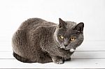 Grey Cat Chartreux Stock Photo