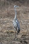 Grey Heron Stock Photo