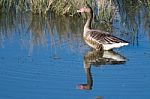 Greylag Goose Stock Photo