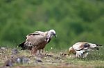 Griffon Vulture, Egyptian Vulture Stock Photo