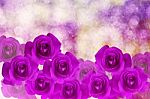 Group Of Violet And Purple Roses Arragement On Bokeh With Shinin Stock Photo
