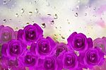 Group Of Violet And Purple Roses Arragement On Water Drop Romant Stock Photo