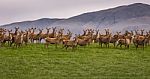 Group Of Wild Deer Standing On Hill In New Zealand Stock Photo