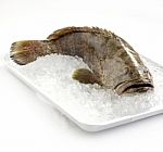 Grouper In Ice Plate Stock Photo