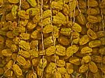 Growing Date Fruits Stock Photo