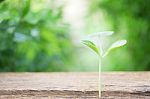 Growing Plant On Wooden Table Stock Photo