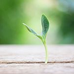 Growing Plants On Wooden Table Stock Photo