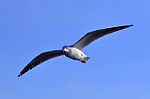 Gull, Seagull Stock Photo