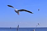 Gull, Seagull Stock Photo