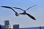 Gull, Seagull Stock Photo