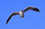 Gull, Seagull Stock Photo