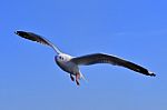 Gull, Seagull Stock Photo