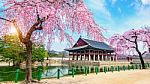 Gyeongbokgung Palace With Cherry Blossom In Spring,south Korea Stock Photo