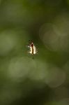 Hairy Caterpillar Stock Photo