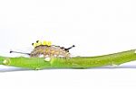 Hairy Caterpillar Stock Photo