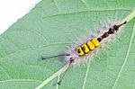 Hairy Caterpillar Stock Photo