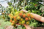 Hand And Fruit Rambutan Bunch Botanic Fresh From Farm Garden On Stock Photo