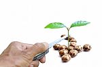 Hand Cutting Seedling With Knife Stock Photo