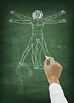 Hand Drawing Human Anatomy Stock Photo