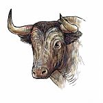 Hand Drawn Illustration Of Bull Stock Photo