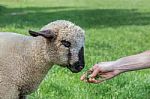 Hand Feeding Grass To Lamb Stock Photo