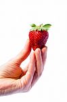 Hand Holding A Strawberry Stock Photo