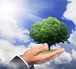 Hand Holding A Tree On Daylight Stock Photo