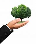 Hand Holding A Tree On White Stock Photo