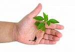 Hand Showing Seedling On White Stock Photo