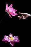 Hand Touching Lotus Flower Isolated On Black Background Stock Photo