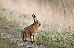 Hare - Lepus Stock Photo