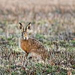 Hare - Lepus Or Jackrabbit Stock Photo