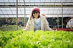Healthy Care Woman In Hydroponic Vegetable Green House Plantation Stock Photo