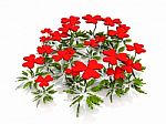 Heart Flowers On A White Background Stock Photo