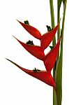 Heliconia Stricta Still Life On White Background Stock Photo