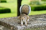 Hello, Squirrel Stock Photo