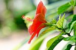 Hibiscus Stock Photo