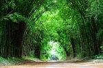 High Bamboo tree with tunnel Stock Photo