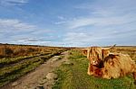 Highland Cattle Lying Down On Curbar Edge Stock Photo