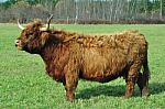 Highland Cow Stock Photo