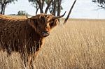 Highland Cow On The Farm Stock Photo