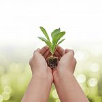 Holding Green Plant In Hand Stock Photo