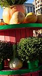 Holloween Day Stock Photo