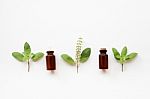 Holy Basil Essential Oil With  Fresh Leaves Stock Photo