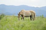 Horse Stock Photo